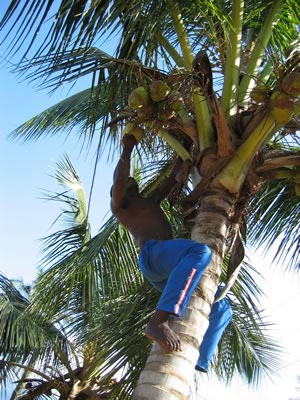 coconut