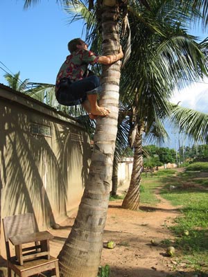 coconut