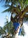 coconut